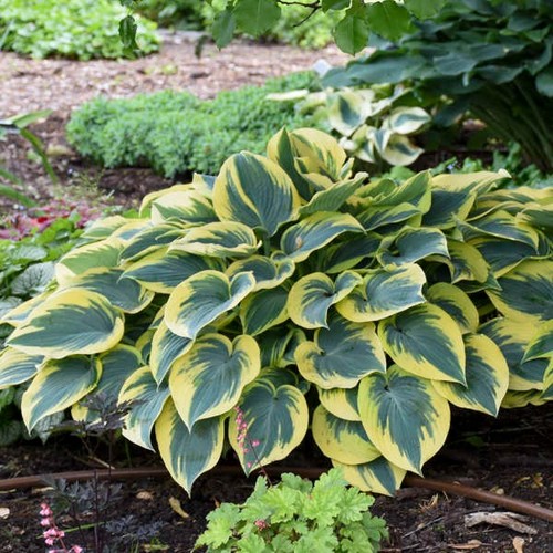 Hosta first frost rhs - hosta,