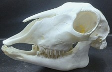 White Sheep Skull (Ovis Aries)