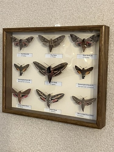 Beautiful collection hawk - collection, of
