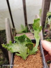 Euphorbia Flanaganii Meduza