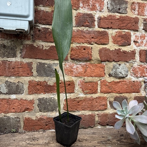 Aspidistra elatior cast iron - elatior,