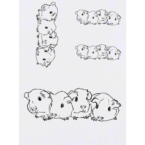 Baby guinea pigs - 4, x