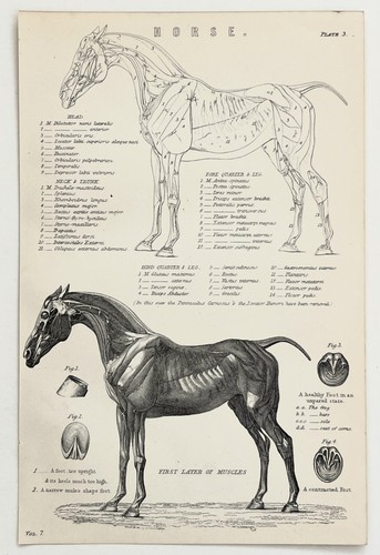 Horse anatomy muscles 1880s - horse, anatomy-muscles