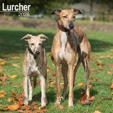 Lurcher Calendar 2026  Square