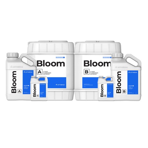 Athena blended line bloom - athena,