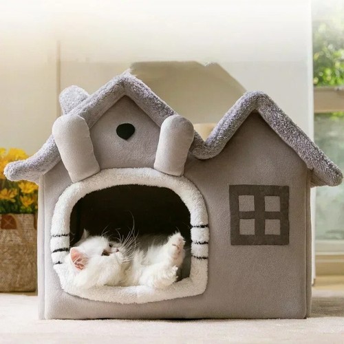 Pet cat kitten - pet, dog