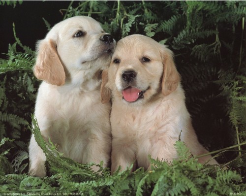 Inch framed golden - 10,