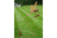 Stunning Large Dragonfly