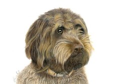 Chocolate Cockapoo Pet