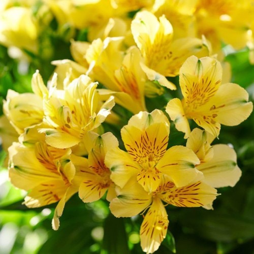 Alstroemeria inticancha havana - alstroemeria,