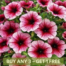 Petunia Seeds | Grandiflora F1