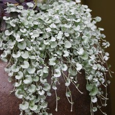 Dichondra sericea plug plants