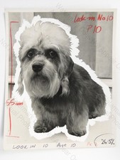 Dandie Dinmont Terrier Tully Crufts Dog Show Scone Perth 1971 VTG Press Photo