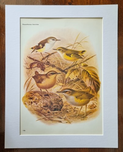 Antique mounted bird print - antique,