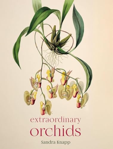 Extraordinary orchids sandra - extraordinary,