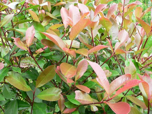 Photinia fraseri red robin - photinia,