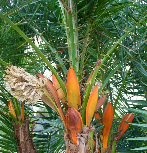 Phoenix reclinata senegal - -,
