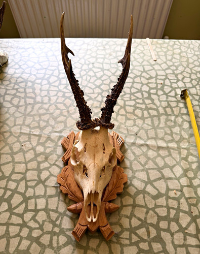 Real roh deer skull - skull, &