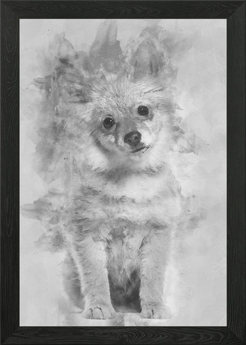 Pomeranian puppy months - pomeranian, 5