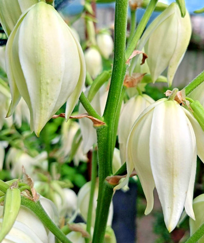 Yucca filamentosa hardy - yucca,