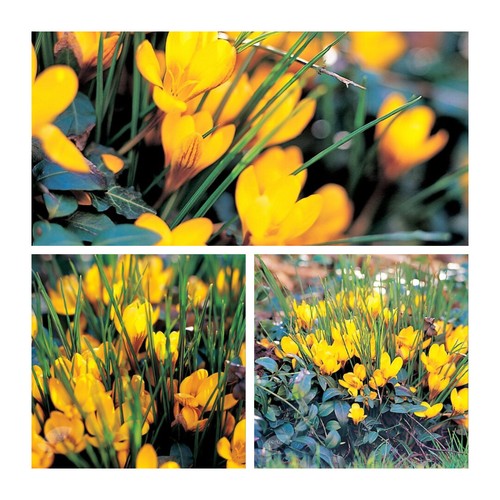 Species crocus fuscotinctus - species,