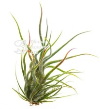 Tillandsia Pruinosa - silver furry live air plant - vivarium house airplant