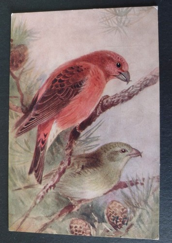 Bird postcard crossbill - bird, postcard,