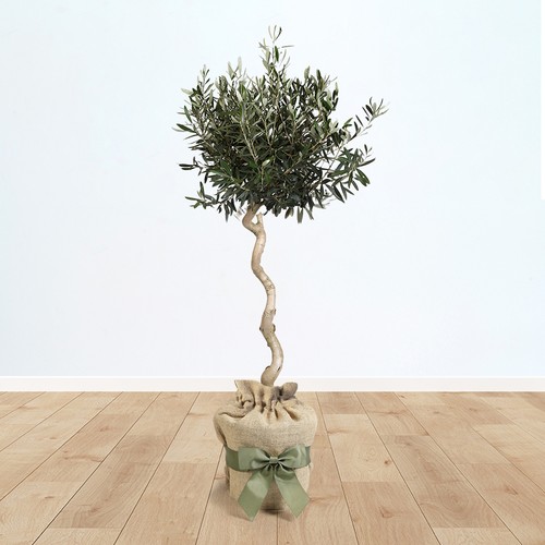 Spiral stem standard olive - spiral,