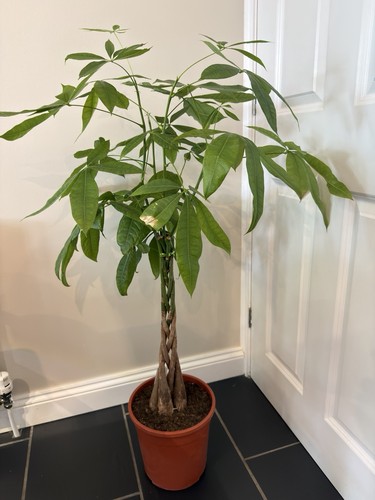Large pachira aquatica money - large,