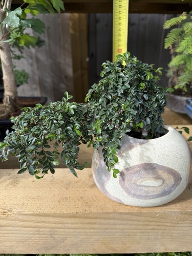 Ulmus chinese elm bonsai tree - elm,