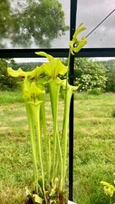 20+ Sarracenia Seeds from Hybrid No1. Natures Stunning Carnivorous Fly Trap.