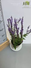 Salvia Ostfriesland |