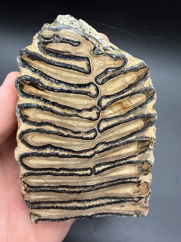Gorgeous giant fossil - gorgeous, mammal