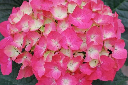 Hydrangea plant shrub pia pink - hydrangea,