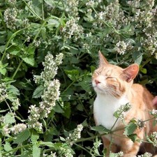 x3  HERB WHITE CATNIP CATMINT Plug Plants! Ready Now! x3!