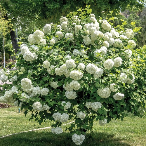 Viburnum opulus hardy - t&m,