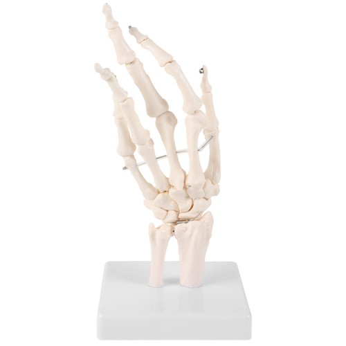 Human articulating anatomical - human,
