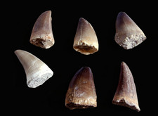 Authentic Mosasaur Tooth Fossil (2–3cm) – Natural Moroccan Prehistoric Specimen