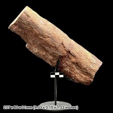 Fossil dinosaur bone