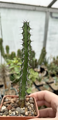 Euphorbia vulcanorum rare