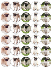 30x Pug Dogs Puppies Kids