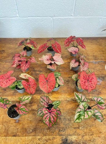 Caladium light mix - light, collection