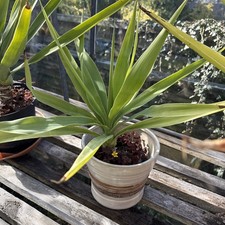 Yucca Plant Hardy for indoor