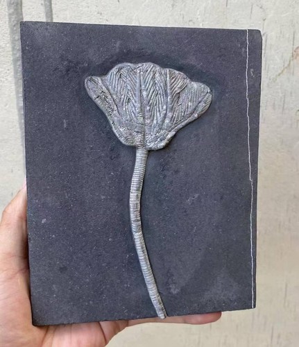 Natural devonian prehistoric - natural,