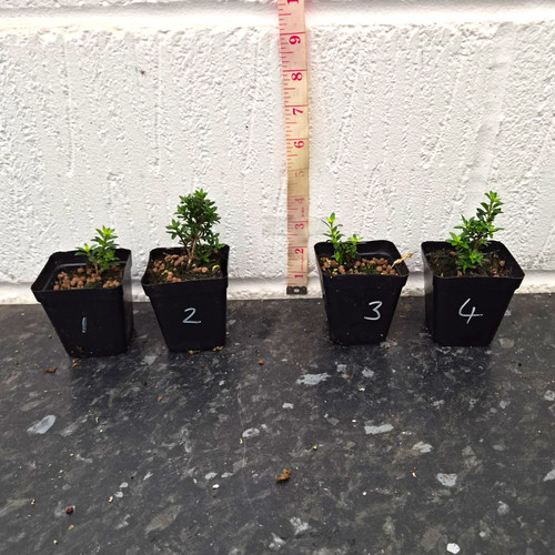 Serissa japonica snow rose - japonica,,