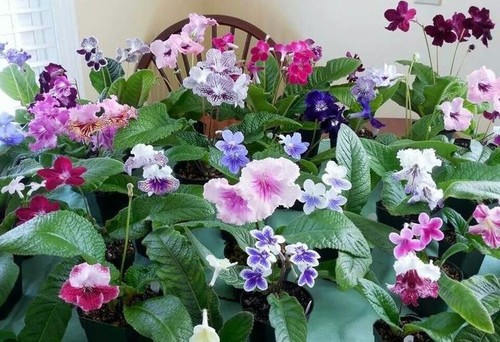 Streptocarpus lucky dip - 3, x