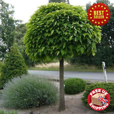 Large Catalpa Bignonioides Nana Indian Bean Tree 130-170cm tall in 10L Pot