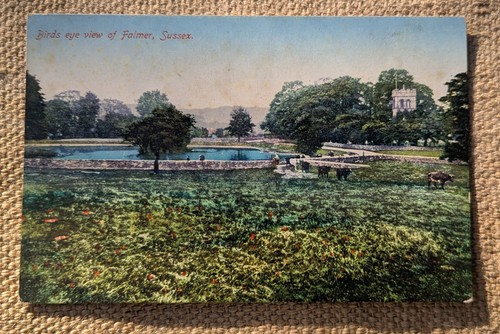 Falmer village pond birds eye - birds,
