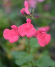 Salvia love heart 1 litre - x,