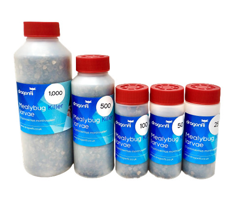 Dragonfli natural mealybug - natural,